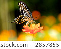 Pumping butterfly and yellow flower cherry tree 2857855