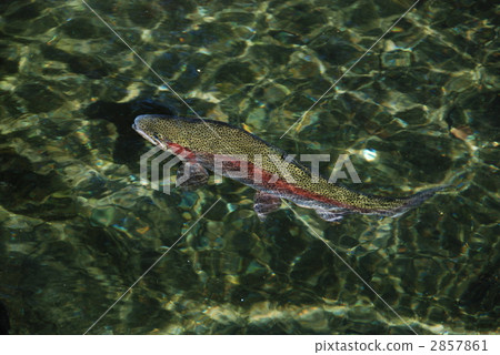 虹鱒魚1 2857861