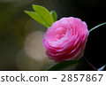 Otome Sankaka 2857867