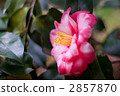 Camellia 2857870