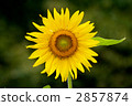 sunflower	 2857874
