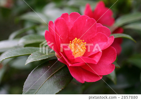 冷山茶花 照片素材 圖片 圖庫