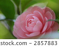 Otome Sankaka 2857883