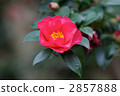 Cold camellia 2857888