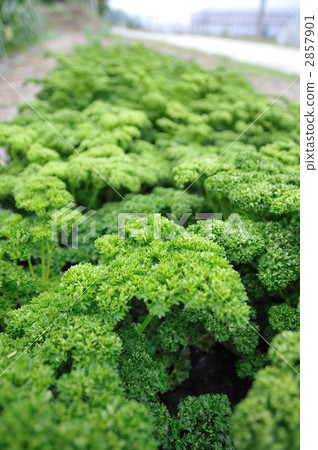 Parsley 2857901