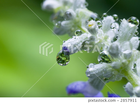 Blue salvia 2857911