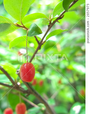 Gummy fruit 2857973