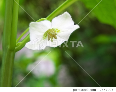 Hozuki之花 2857995