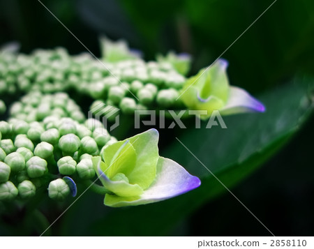 Hakugaku hydrangea that begins to bloom 2858110