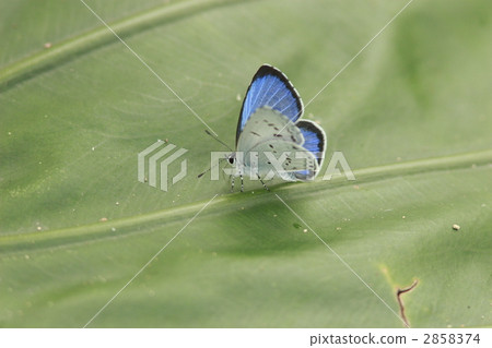 Yakushima Rurrishimi 2858374
