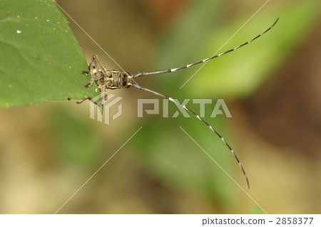 Ishigaki Kiboshi Kamikiri Ishigaki Kiboshi Kamikiri 2858377