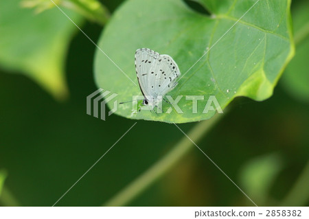 Yakushima Rurrishimi 2858382