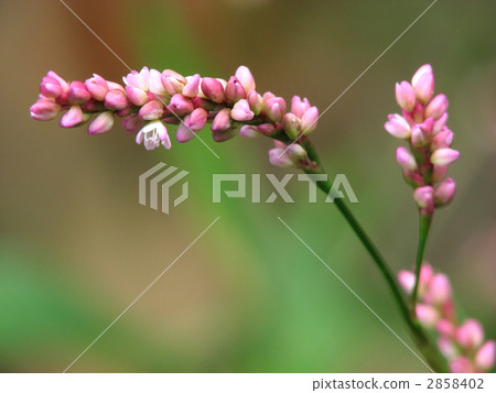 Persicaria longise 2858402