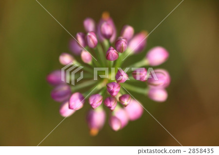 Yama Rakkyo的芽 Yama Rakkyo的芽 2858435