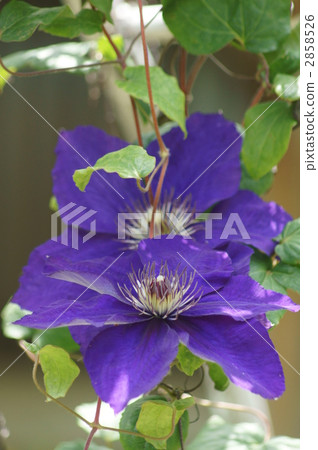 My name is Clematis Japanese name Ironsen. My name is Clematis Japanese name Ironsen. 2858526