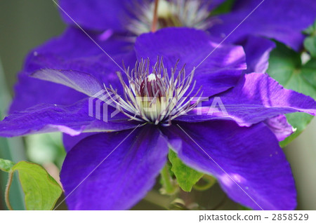 My name is Clematis Japanese name Ironsen. My name is Clematis Japanese name Ironsen. 2858529