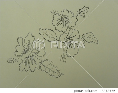Hibiscus Line drawing Hibiscus Line drawing 2858576