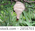 bee, japanese carpenter bee, honeycomb 2858703