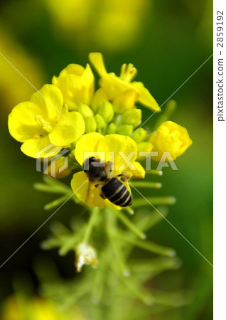 bee, hive bee, honeybee 2859192