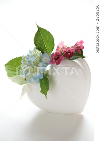 花瓶 亮彩虹 溲疏 2859256