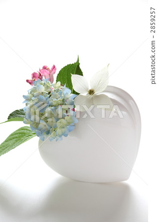 花瓶 亮彩虹 溲疏 2859257