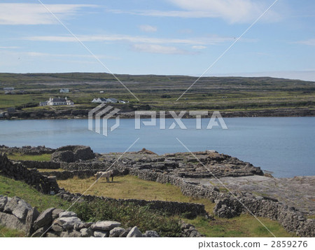 White horse White horse 2859276