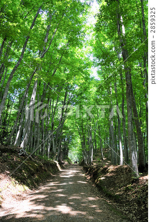 Fresh green of beautiful forest 2859325