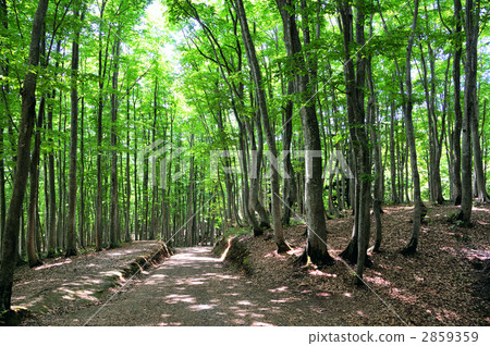 Fresh green of beautiful forest 2859359