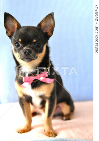 短而貼的毛 坐 坐下 2859417