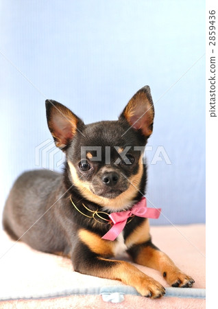 短而貼的毛 小型犬 玩具狗 2859436