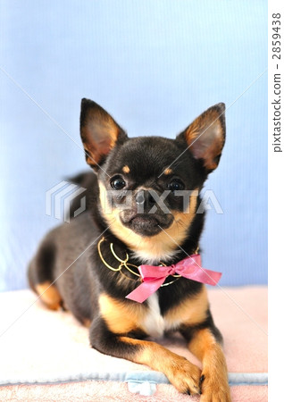 短而貼的毛 小型犬 玩具狗 2859438