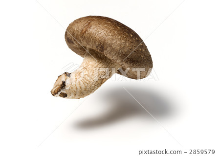 Shiitake mushroom 2859579