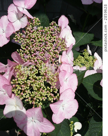 Love You Kiss 2859628