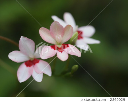 Anomateca flower Anomateca flower 2860029