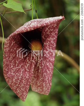 管Kazura花 管Kazura花 2860039