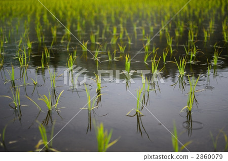 farm, paddy 2860079