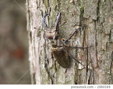高砂深山鍬形蟲 2860169