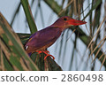 ruddy kingfisher, wild bird, bird 2860498