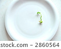 Bud 2860564