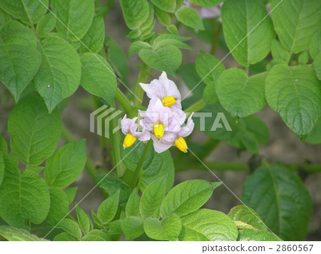 bloom, blossom, blossoms 2860567