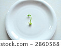 Bud 2860568