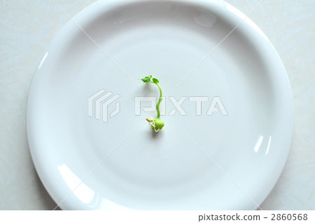 發芽 發芽 2860568