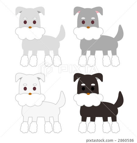  Miniature Schnauzer 2860586