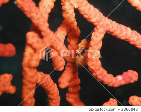 侏儒海水管模擬山羊 2860848