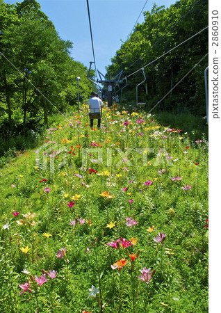 Lily of lift road Lily of lift road 2860910