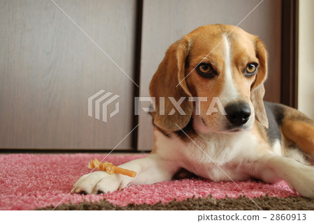 等你手中的小吃Beagle bam 2860913