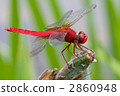 Shoujo dragonfly 2860948