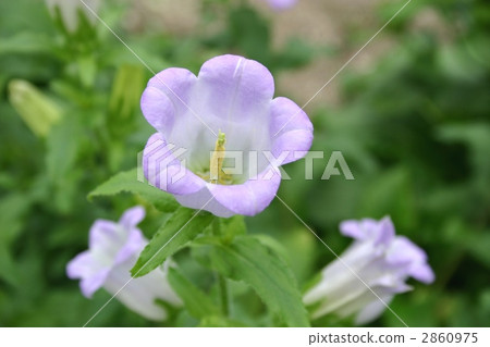 Campanula Campanula 2860975