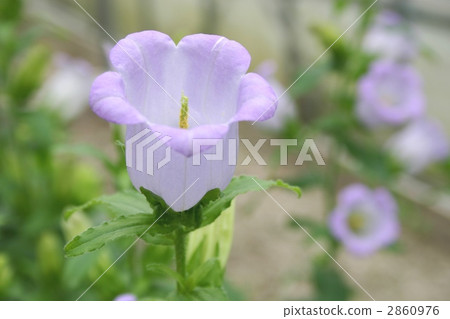 Campanula Campanula 2860976