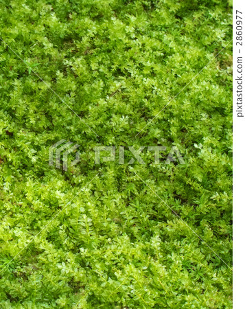 Texture of Kotsubogoke (up) ~ Vertical cutting Texture of Kotsubogoke (up) ~ Vertical cutting 2860977